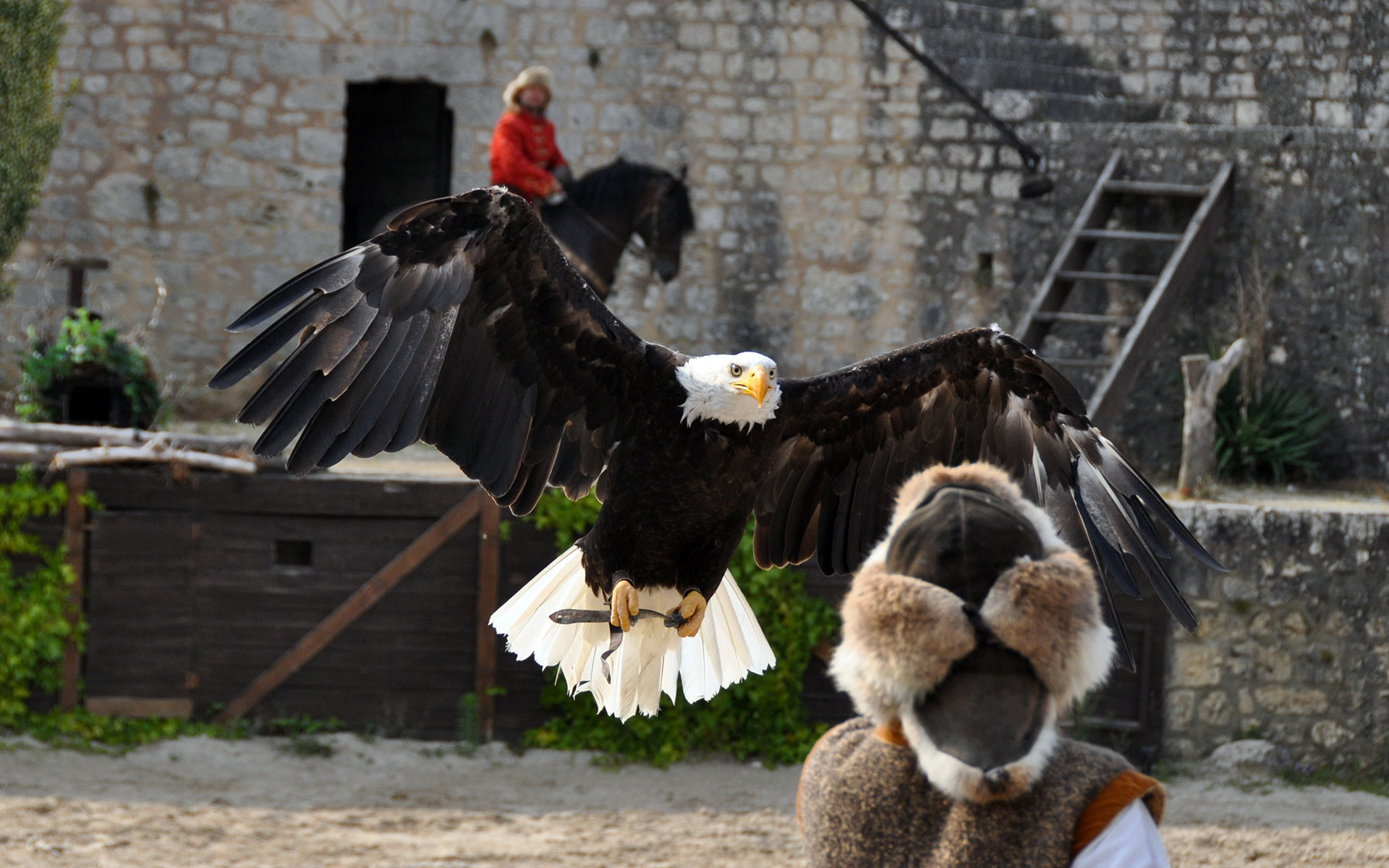 Spectacle Les Aigles des remparts