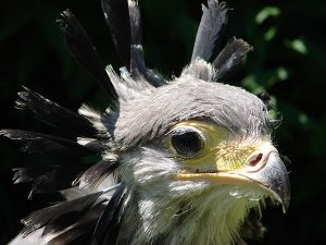 Portrait de rapace