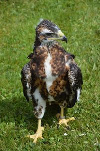 Photo de rapace en plein air