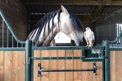 Elevage chevaux et oiseaux Vol Libre