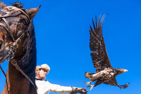 Spectacle d'oiseau et de chevaux à Provins
