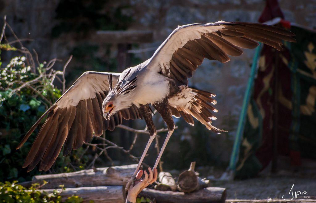 Les Aigles Des Remparts - Vol Libre Production