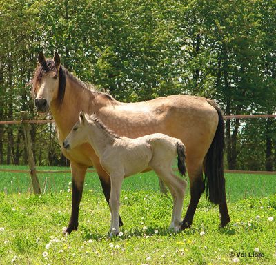 Jument et son poulain