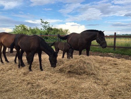 Elevage de chevaux d'origine Andalouse