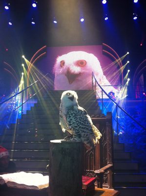 Oiseaux sur un plateau télévisé