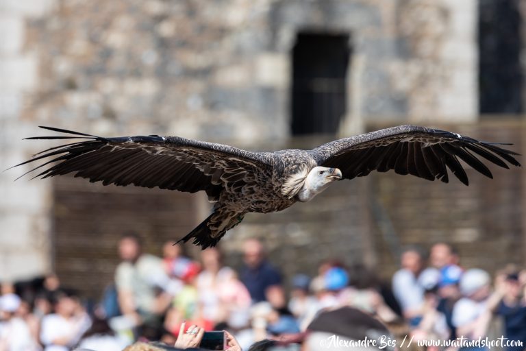 Les Aigles Des Remparts - Vol Libre Production