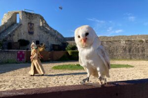 chouette effraie Volerie de Provins Les Aigles des Remparts à Provins Photo S. Danis / Vol Libre